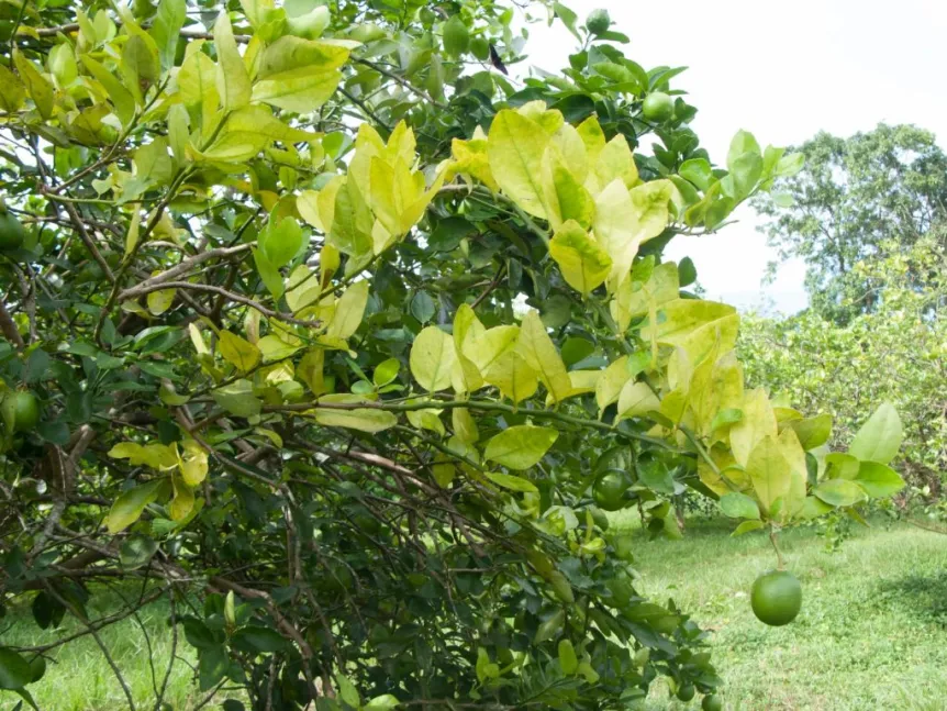 California Citrus Mutual (@cacitrusmutual) on Twitter photo The <a href="/CDFAnews/">Calif Food and Ag</a> has expanded the Huanglongbing (HLB) quarantine boundary in <a href="/SanDiegoCounty/">SanDiegoCounty</a>'s Valley Center area due to the detection of two HLB-positive citrus trees.
The infected trees were treated and removed to prevent the spread of the disease.
agnetwest.com/cdfa-expands-h… The <a href="/CDFAnews/">Calif Food and Ag</a> has expanded the Huanglongbing (HLB) quarantine boundary in <a href="/SanDiegoCounty/">SanDiegoCounty</a>'s Valley Center area due to the detection of two HLB-positive citrus trees.
The infected trees were treated and removed to prevent the spread of the disease.
agnetwest.com/cdfa-expands-h…
