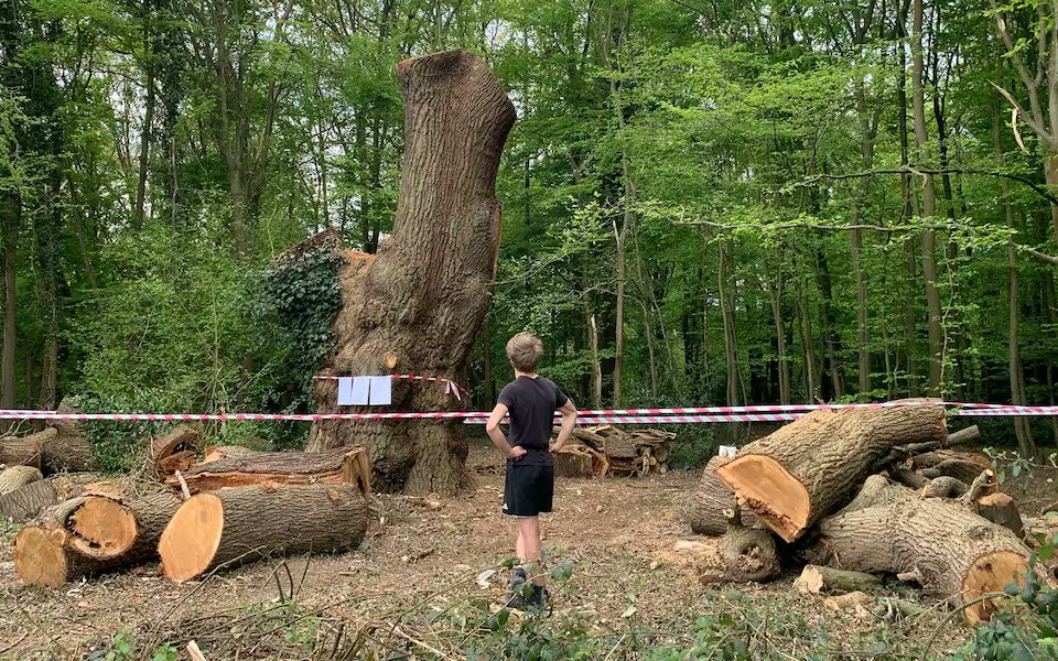 Toby Carvery have murdered this 400 year old tree in London. 

<a href="/tobycarvery/">Toby Carvery</a>