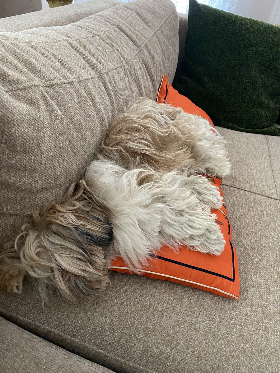 Uyuduğumuz yer azda olsa yüksek olucak yoksa uyumayız yoksa 😂🐶💜kuzum benim