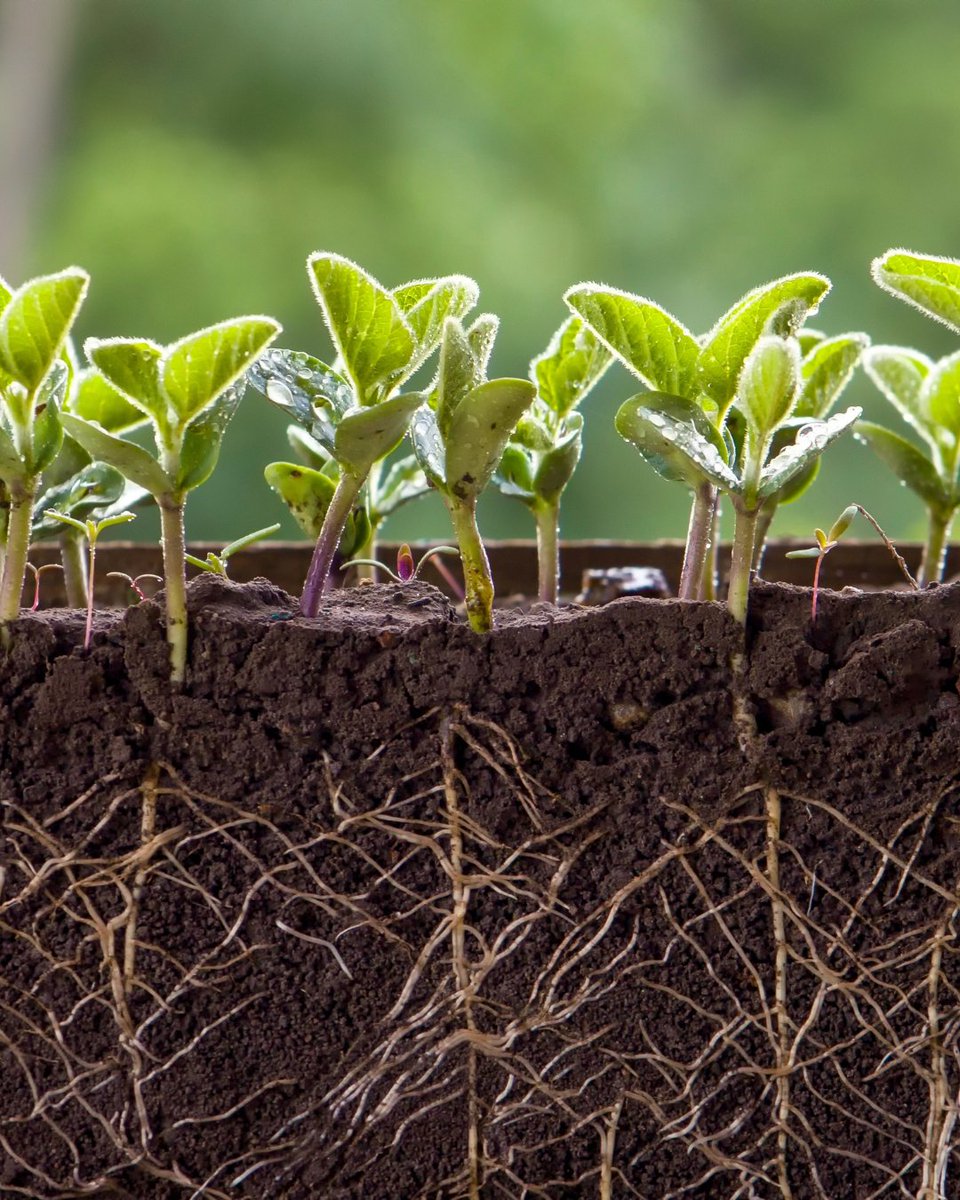 Some nutrients travel within plants, while others stay fixed in place. Knowing the difference is essential for spotting deficiencies early and optimizing plant health. Discover how nutrient mobility impacts your plants!

plantprod.com/news/understan…

#PlantHealth #GrowSmart