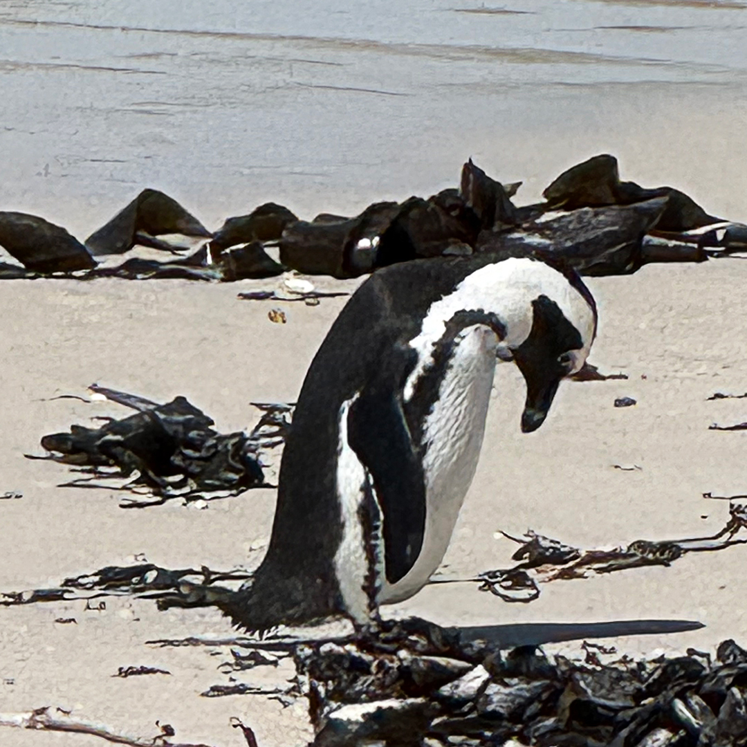 NateyesPhoto's tweet image. I just love penguins. This cutie is an African penguin (also known as the Cape penguin or South African penguin). It is similar to the Magellanic ones albeit smaller, and is the only one found in the Old World.

#africanpenguin #penguin #southafrica #nature #naturephotographer