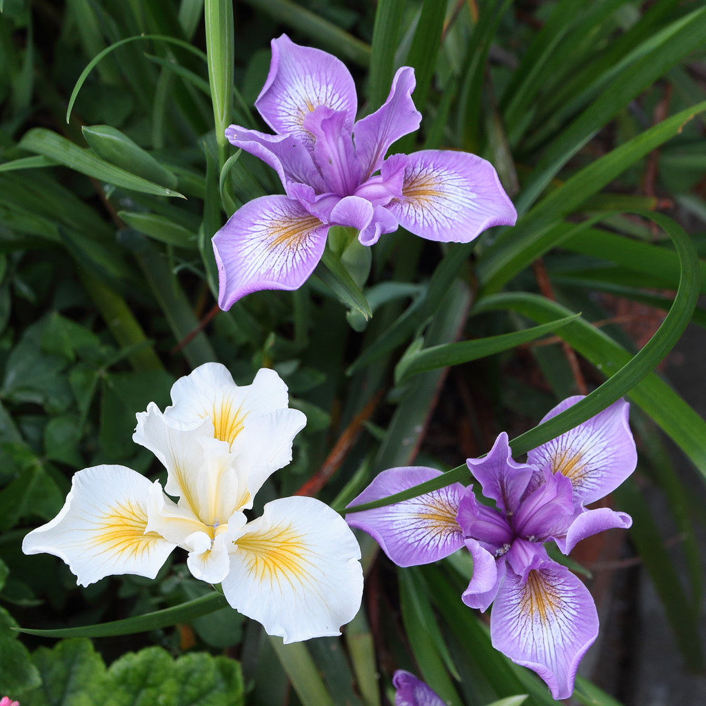 Calif Native Plants Pop-Up Sale: Thursday, April 24–Monday, April 28--Members Preview Evening and Sale: Thursday, April 24, 5:00–6:00 pm--General Public: Friday, April 25–Monday, April 28, 10:30 am–4:30 pm. Find plant list and propagator favorites: ow.ly/RxS350VAmQf