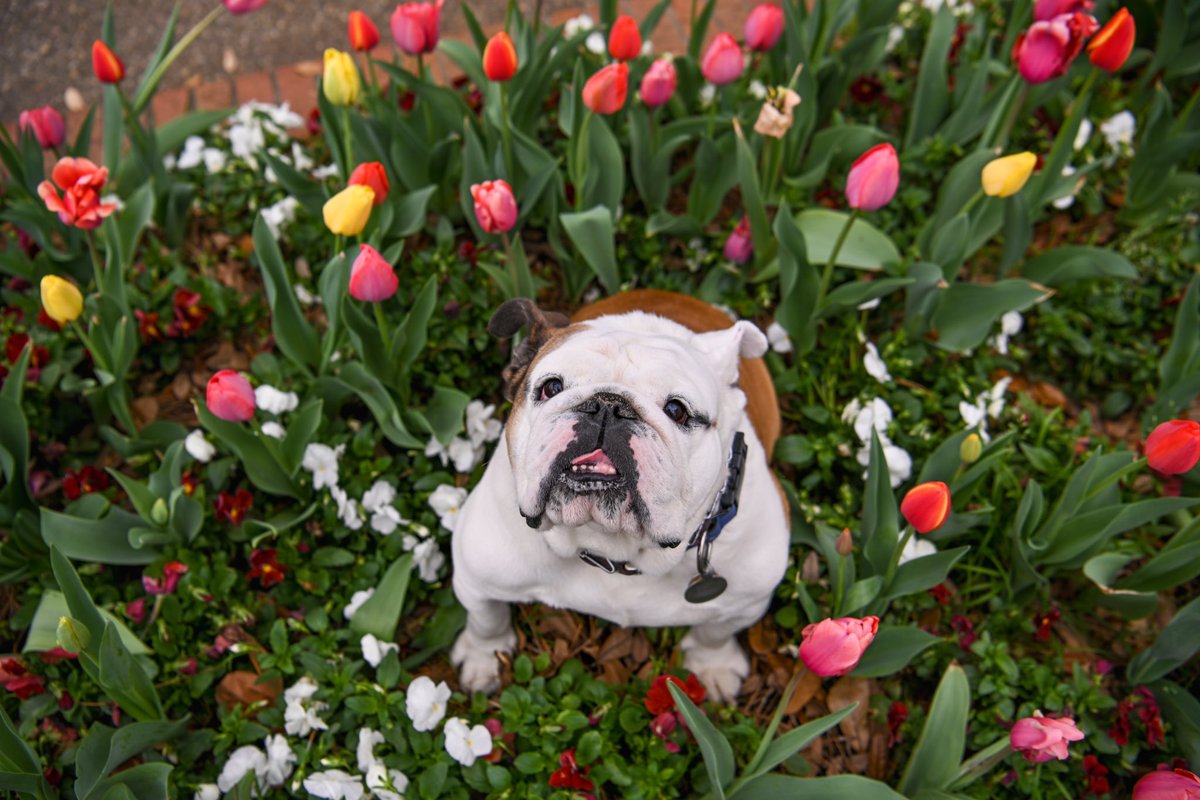 TechXXII's tweet image. The flowers and my team are growing- students check your email about care team applications @LATech #mascot