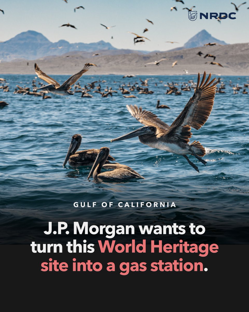 Polluters are backing a dangerous liquefied natural gas project in the heart of the Gulf of California, home to 39 percent of all marine mammal species on earth. We can’t let Big Oil sacrifice this UNESCO World Heritage site for profit.