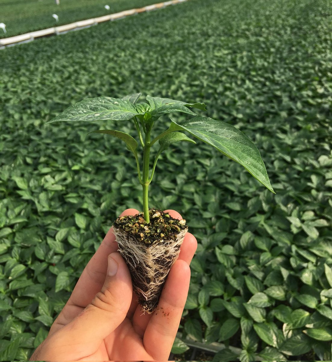 Değerli çiftçilerimiz bakanlığımız ve özel idare kaynaklı projelerimiz kapsamında dağıtımı gerçekleştirilecek kapya biber ve  domates fide başvuruları başlamıştır.  ÇKS kaydı bulunan çiftçilerimiz proje kapsamında değerlendirilecektir. <a href="/ibrahimyumakli/">İbrahim Yumaklı</a> <a href="/Valiavnicakir/">Avni Çakır</a> <a href="/Ncttngnc/">Necattin GÖNÇ</a>