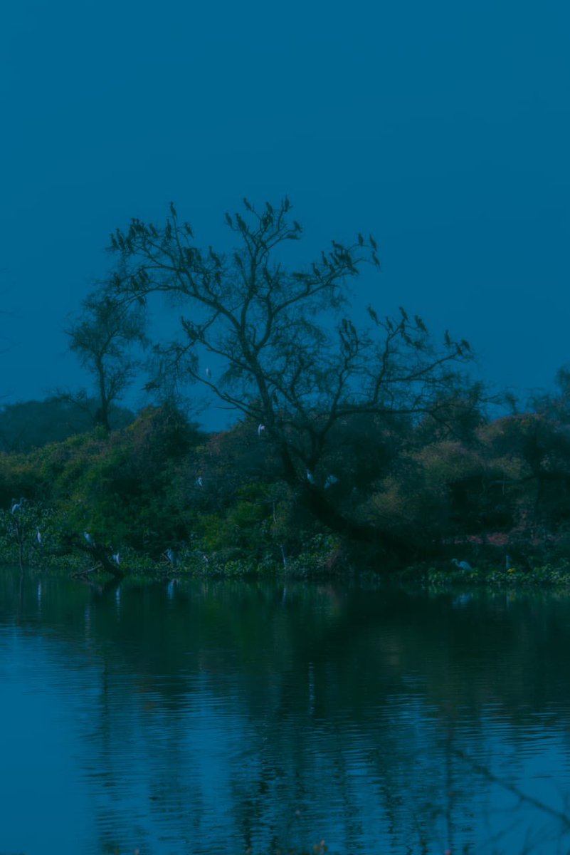 archittsharmaaa's tweet image. I went to Keoladeo national park and took photos