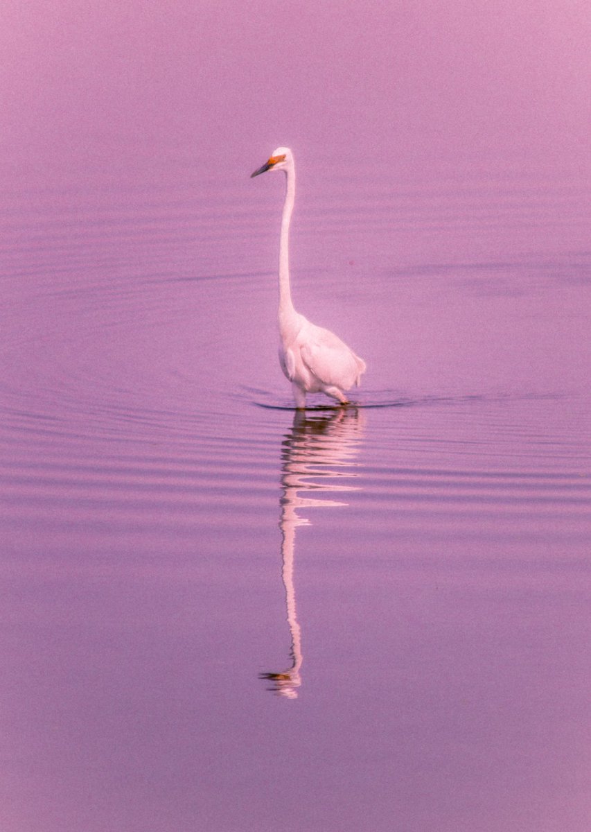 archittsharmaaa's tweet image. I went to Keoladeo national park and took photos