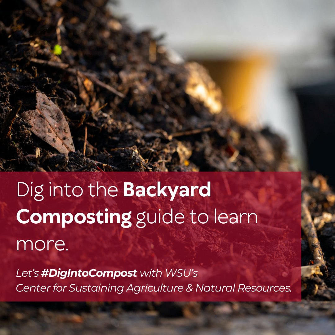 Everyone can compost! Even your veggie scraps and yard waste can become garden ✨gold✨. 
 
Check out the FREE Backyard Composting guide:
🔗csanr.wsu.edu/dig-into-compo…