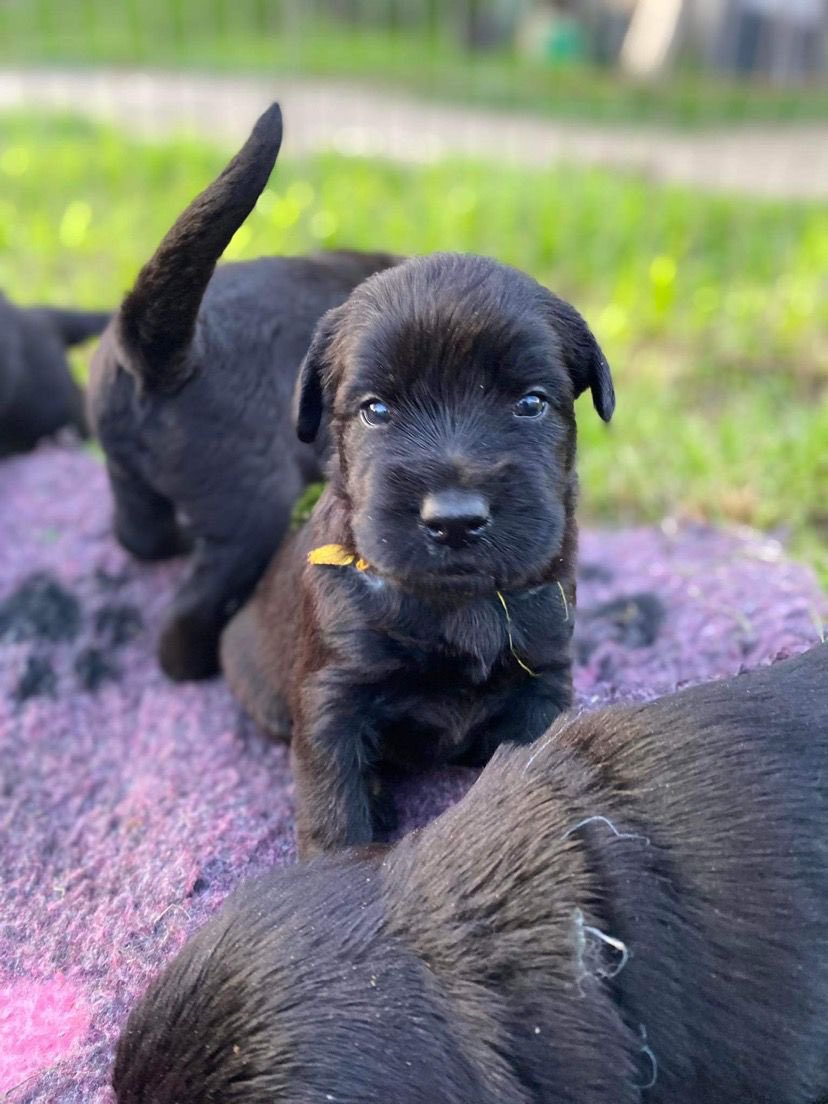 Sam Morris tweet media