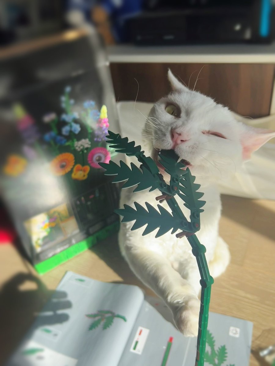 yol11492302's tweet photo. π§©π SHAUN 1 - LEGO 0
My cat reinvented floral toys as dental tools πΉ Tooth-shaped petals coming soon? #CatGenius #LEGOhack https://t.co/fH93BnGjPn