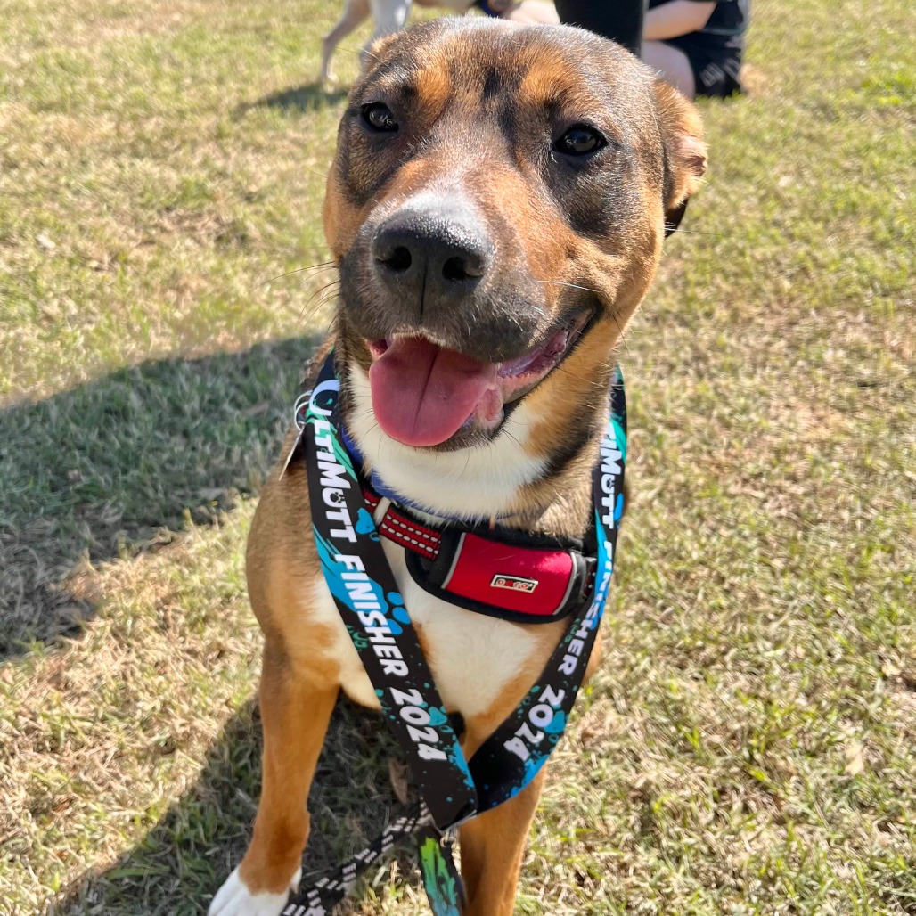 GvlAnimalCare's tweet photo. #TeamFavoriteTuesday is Eva, who was a crowd pleaser at Saturday's Ultimutt Race. (Amazing on the obstacle course)

❤️A sweet, gentle soul with an independent streak and a heart full of love. She warms up quickly with some gentle pets and tasty treats.

https://t.co/hebVyUZeH2 https://t.co/EHasZCoXOK