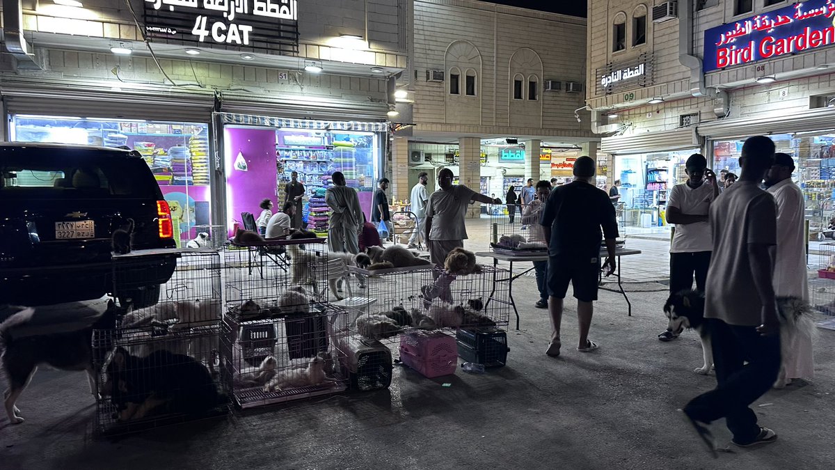VolunteerPeaceG's tweet photo. نرفض قطعيًا معاملة الحيوانات بهذي الطريقة
نرفض قطعيًا وضع القطط في شارع وبيعها بشكل عشوائي دون اكل ، دون ماء ، باسوء الحالات والظروف ويتم رميها نهاية اليوم بعد ان يفشل بيعها !

#نطالب_بإغلاق_سوق_الحمام https://t.co/DfROBJ64NC