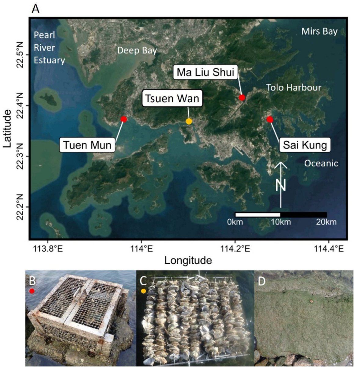 Happy 😊 to share a new paper in #MarinePollutionBulletin: 
as “Turning riprap into reefs: Integrating oyster shells into shoreline armouring”. We show that cured, native shells can be used for enhancing marine biodiversity on seawalls. 
To Read our Paper:
authors.elsevier.com/c/1kwY2,asiDhOq