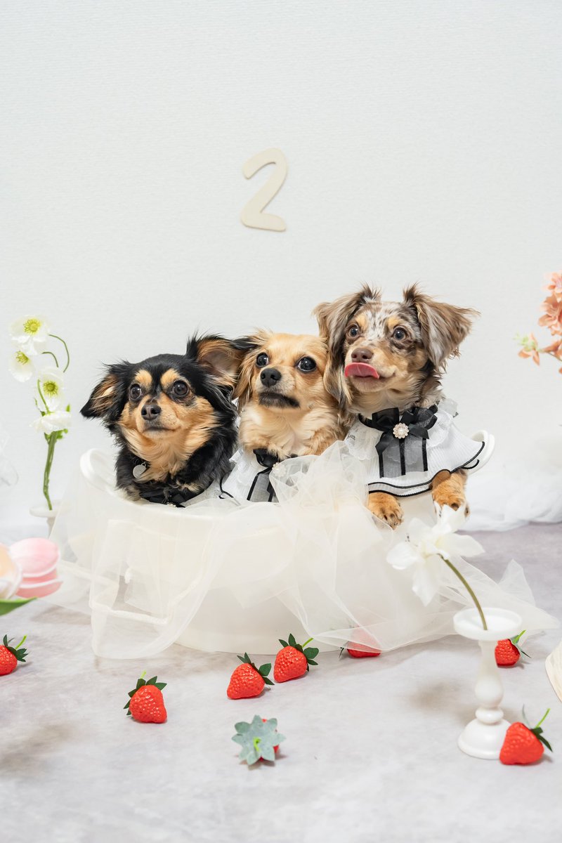 mamucha371's tweet photo. ちょっと、、可愛すぎないかい？🤍🫧

モデルになれるよ🫣（親バカ）

#犬  #犬がいる幸せ  #犬との暮らし  #犬好き #チワックス  #犬好きな人と繋がりたい https://t.co/arLSKCJYiw