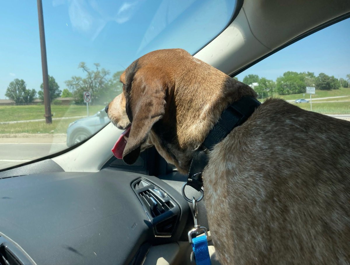 Nebraska Humane Society tweet media