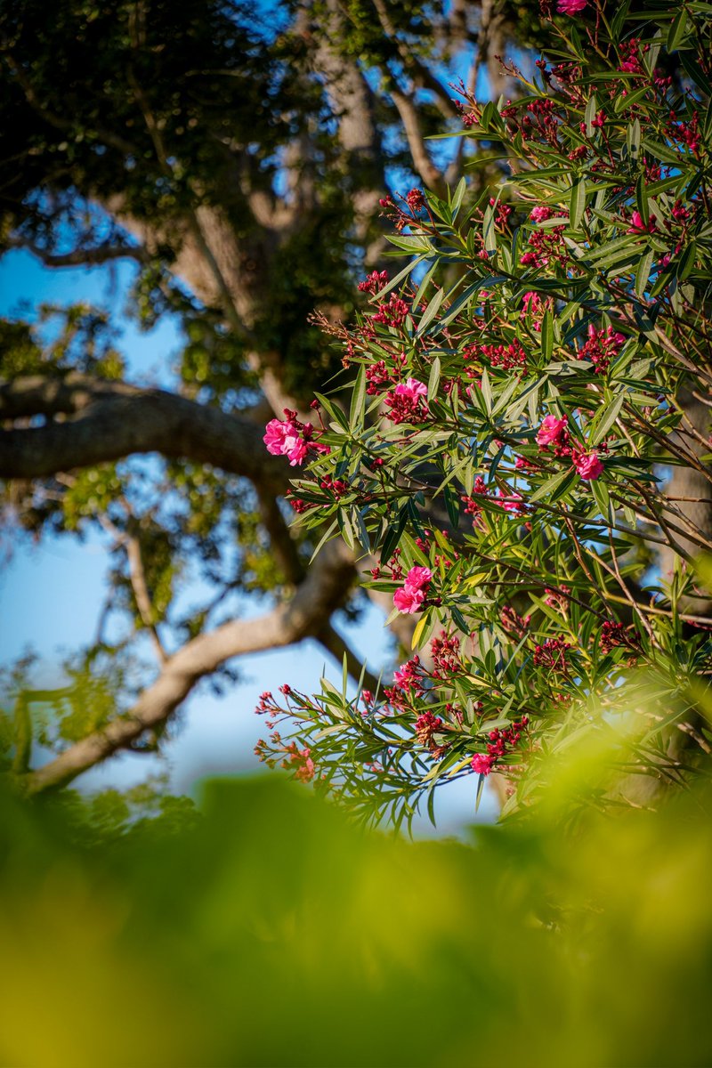 APBayHill's tweet image. Every detail at Bay Hill is crafted to calm the soul—perfect for forgetting that it’s tax day.
#BayHill