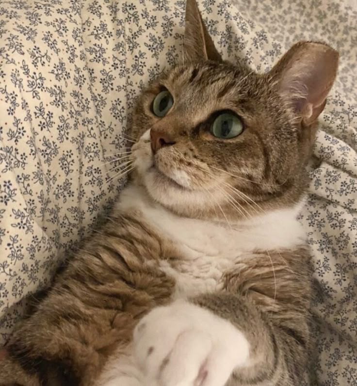 etheroras's tweet image. 