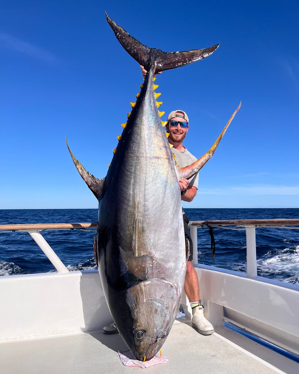 APPROVED: On November 11, 2024, Earl Gill IV was fishing aboard the Excel captained by Justin Fleck, when he landed this massive 200.94-kilogram (443-pound) yellowfin tuna. With this fish, Earl has set the IGFA All-Tackle World Record as well as the IGFA Men’s 60-kg (130 lb.)