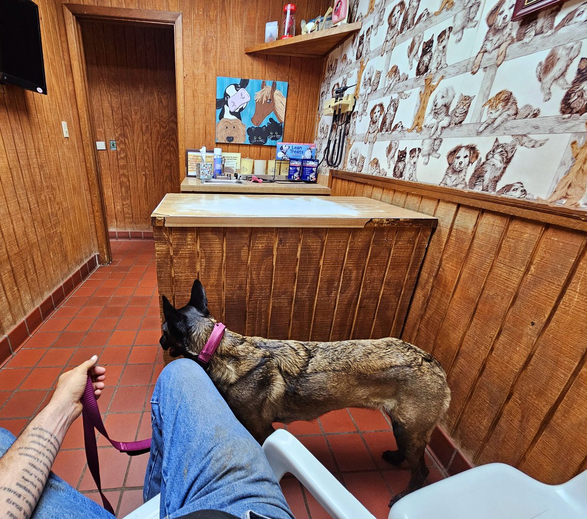ranch1776's tweet image. I had to take Sage to the vet for an infected vag. This is why you don&apos;t let neutered boys in with females in heat. #whatnottodo