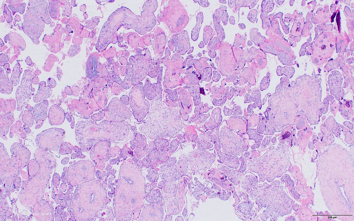 UTHealth Houston Pathology tweet media