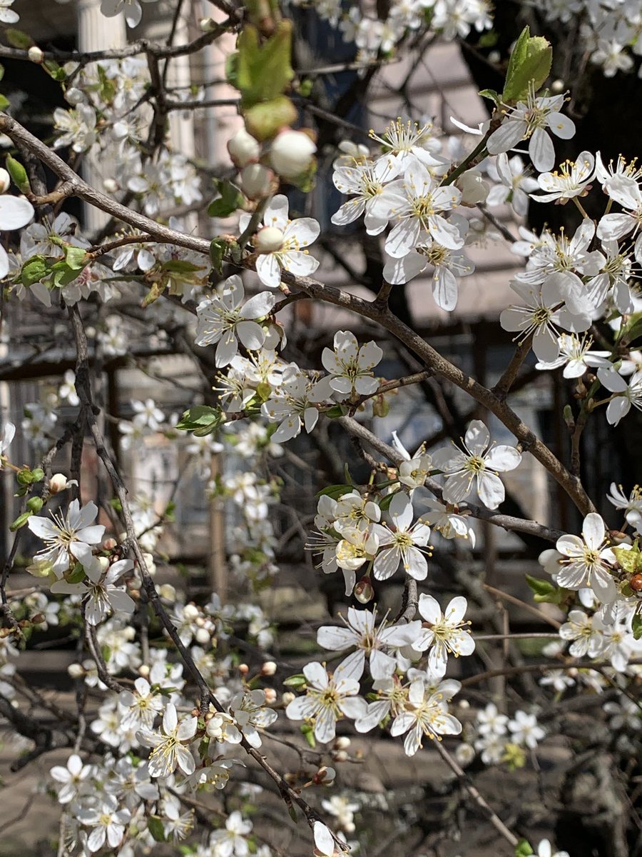 MMeistere's tweet image. #pavasaris #aprīlis