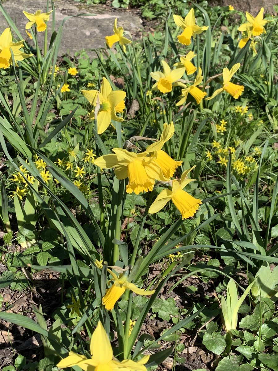 MMeistere's tweet image. #pavasaris #aprīlis