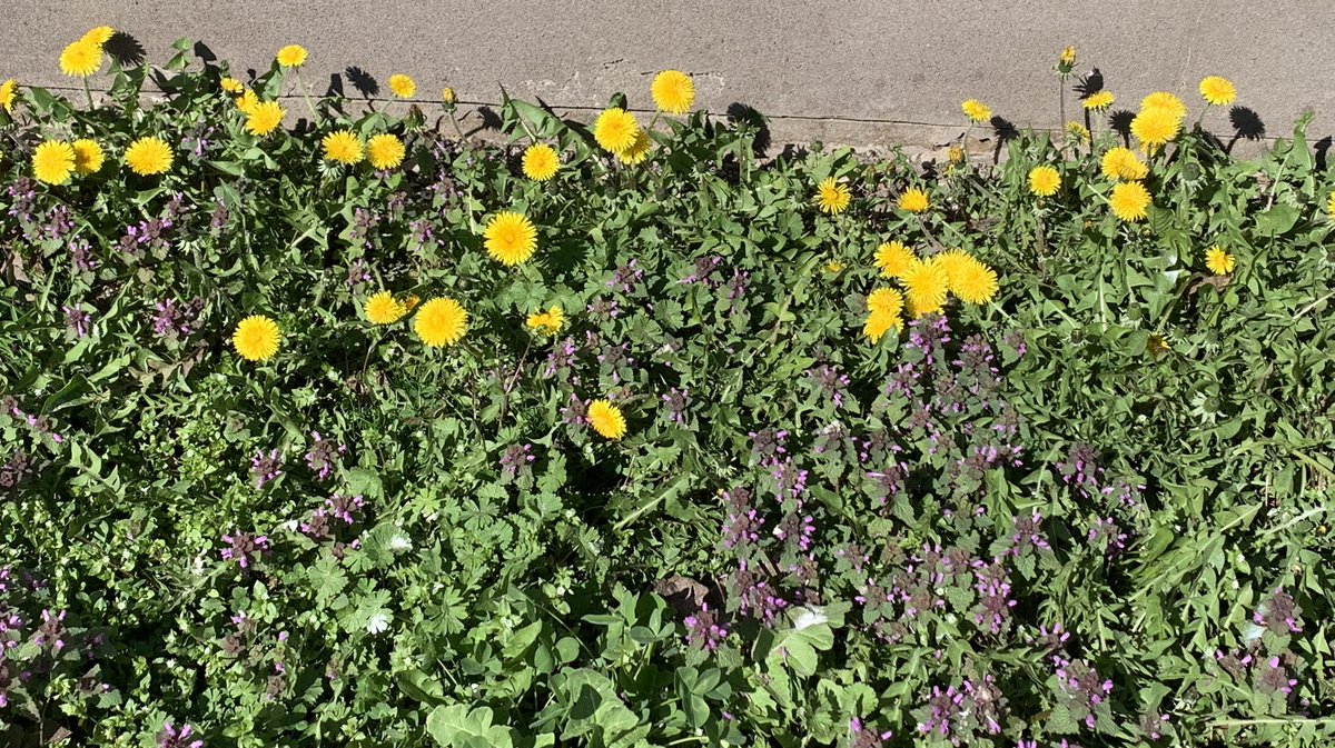 MMeistere's tweet image. #pavasaris #aprīlis