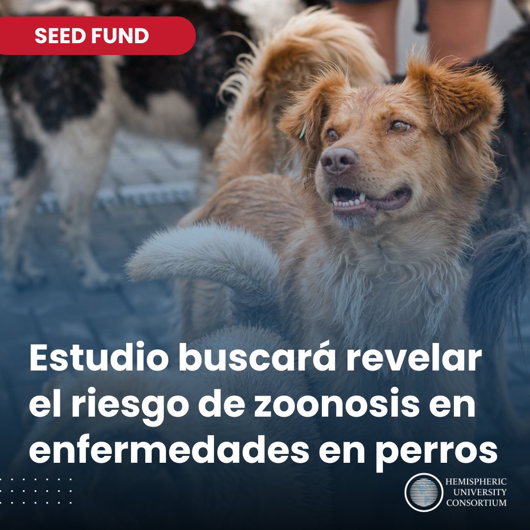 🔬¡Gran avance en #SaludPública! Gracias a HUC Seed Fund, investigadores de @uc_chile , <a href="/Uniandes/">Uniandes</a>, <a href="/USFQ_Ecuador/">Universidad San Francisco de Quito</a> y <a href="/CayetanoHeredia/">Universidad Peruana Cayetano Heredia</a> estudiarán enfermedades en perros para prevenir riesgos en humanos. #UnaSolaSalud ➡️ Más info: t.ly/idmsW