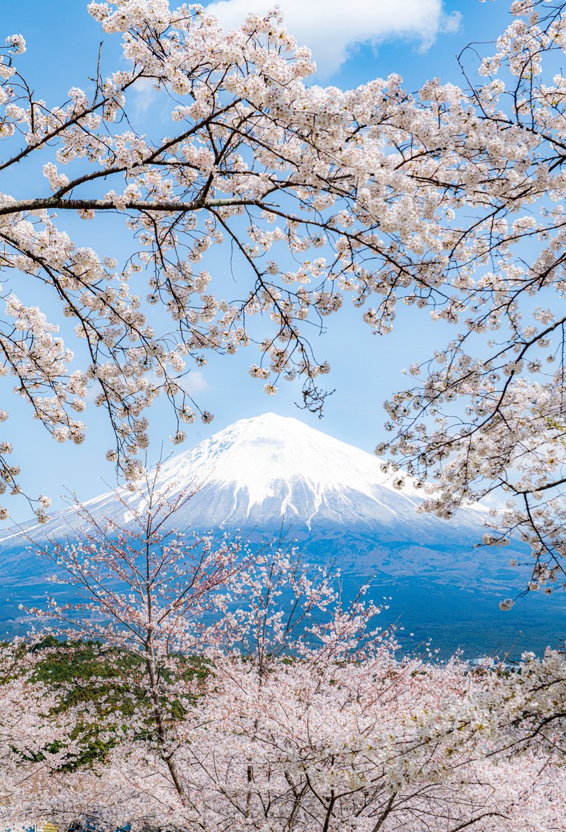 haskap1017's tweet photo. 富士山と桜の組み合わせは最高です https://t.co/WIDpfjqyyQ