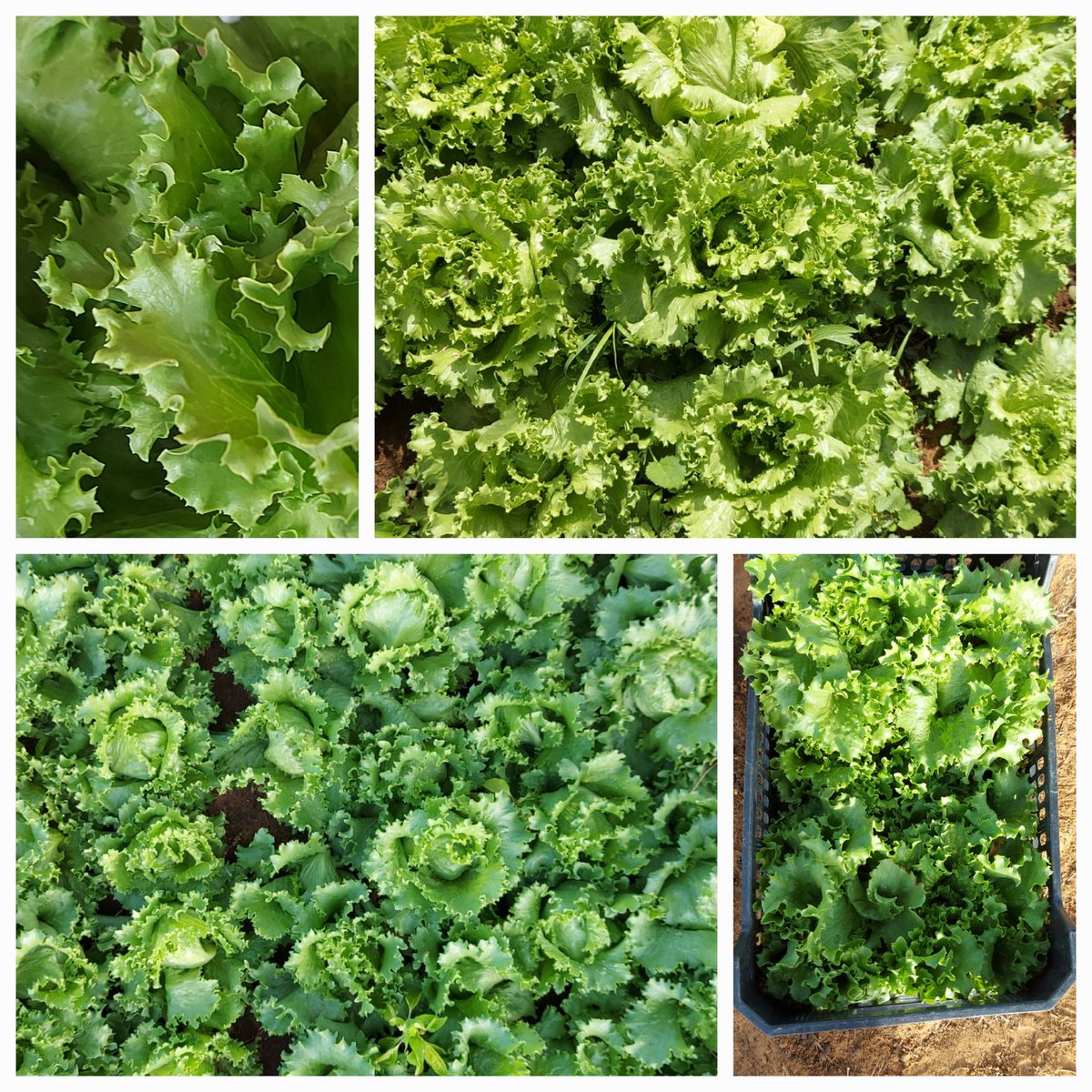 Tomono Farm tweet media