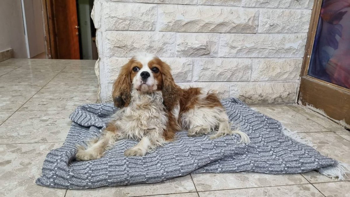 After a year and a half, Billy, the beloved dog belonging to murdered hostage Alex Dancyg and his wife Rachel, was found wandering the streets of Rafah.

Billy was kidnapped alongside her human owners on October 7th. IDF soldiers recently found her wandering the streets of Rafah,