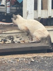 PeterAskin1's tweet photo. It grieves me to say
2 cats need help right away!
The #LoudounCoVA cats were in a fire
&amp; for amputations the need is dire!
$5,000 sounds like a lot 
but if many donate it's really not!
Go to the website to donate
&amp; let them have a happy fate! 🙏
https://t.co/7m5jTgO51q
URGENT! https://t.co/332ParOveD