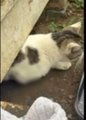 PeterAskin1's tweet photo. It grieves me to say
2 cats need help right away!
The #LoudounCoVA cats were in a fire
&amp; for amputations the need is dire!
$5,000 sounds like a lot 
but if many donate it's really not!
Go to the website to donate
&amp; let them have a happy fate! 🙏
https://t.co/7m5jTgO51q
URGENT! https://t.co/332ParOveD