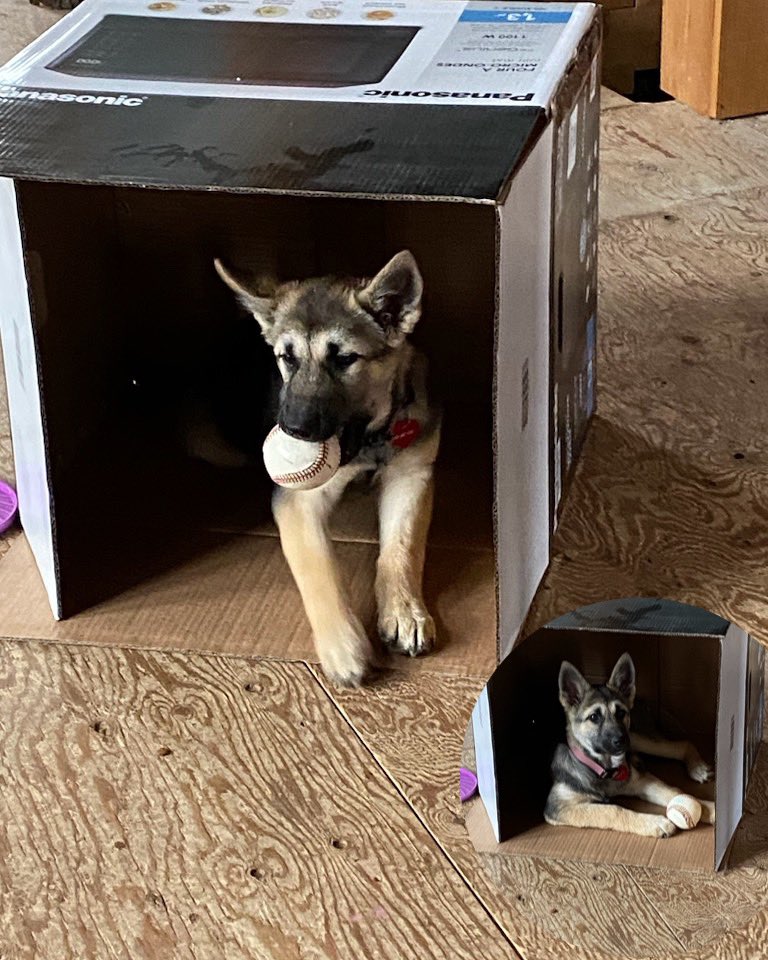 CiderFire's tweet image. Hazel said watch the box! I got a ball not a strike! @thehazelmae @BlueJays I’m ready for tonight’s game let’s go!
