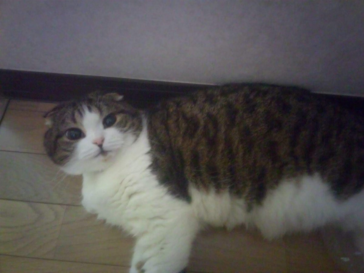 びくたー tweet media