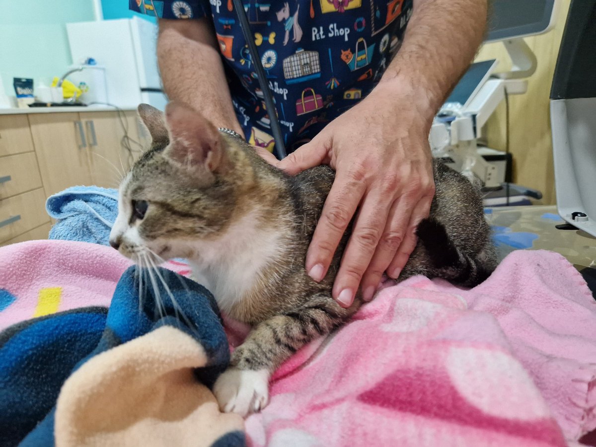 4cats tweet media