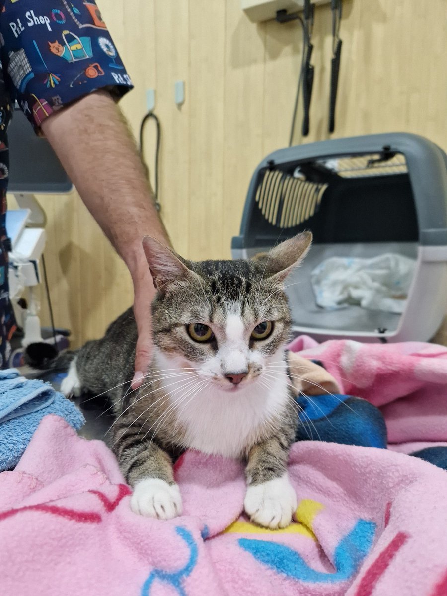 4cats tweet media