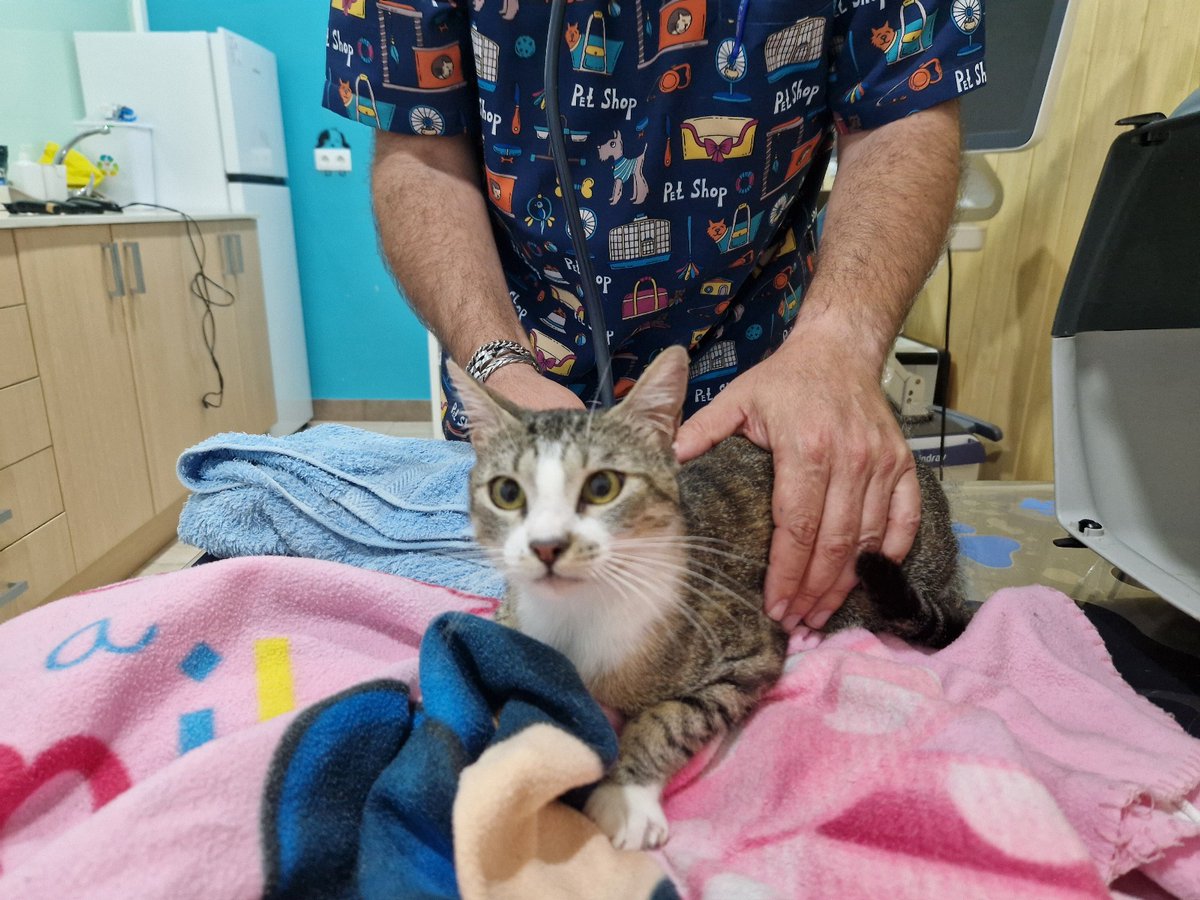 4cats tweet media