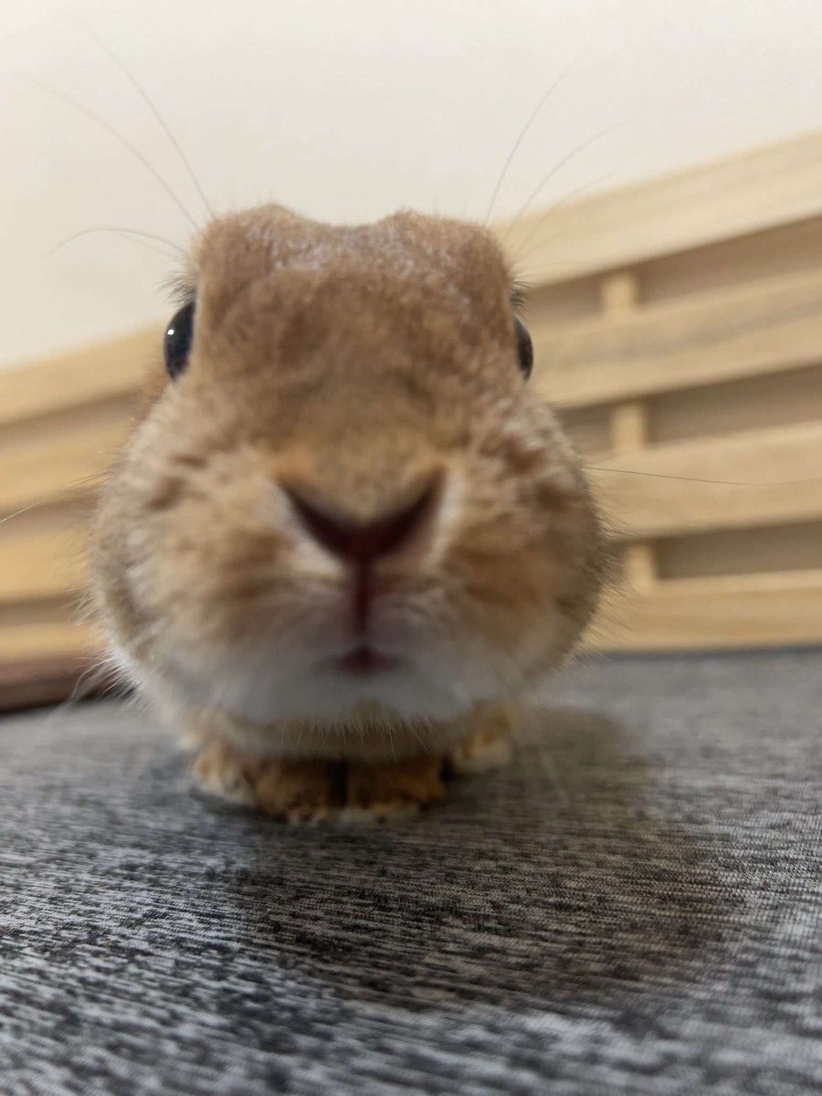 i always feel like,, somebunny's watching me,,