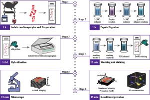 Journal of Molecular and Cellular Cardiology (@jmccardiology) on Twitter photo New work in our April issue offers a detailed cardioFISH protocol for #cardiomyocyte nuclear ploidy assessment.
Available open access: buff.ly/oCJMDAz
@monikagladka <a href="/k8weeks/">Dr Kate Weeks</a> @vagnozzirj #cardiotwitter New work in our April issue offers a detailed cardioFISH protocol for #cardiomyocyte nuclear ploidy assessment.
Available open access: buff.ly/oCJMDAz
@monikagladka <a href="/k8weeks/">Dr Kate Weeks</a> @vagnozzirj #cardiotwitter
