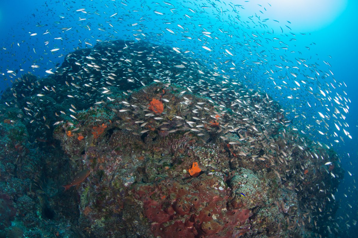 #CoralHabitats support 25% of all #OceanLife.

That means 1 of every 4 creatures in the ocean depends on #Coral habitat at some point in its life, if not for its entire life!
#NationalGardenMonth
