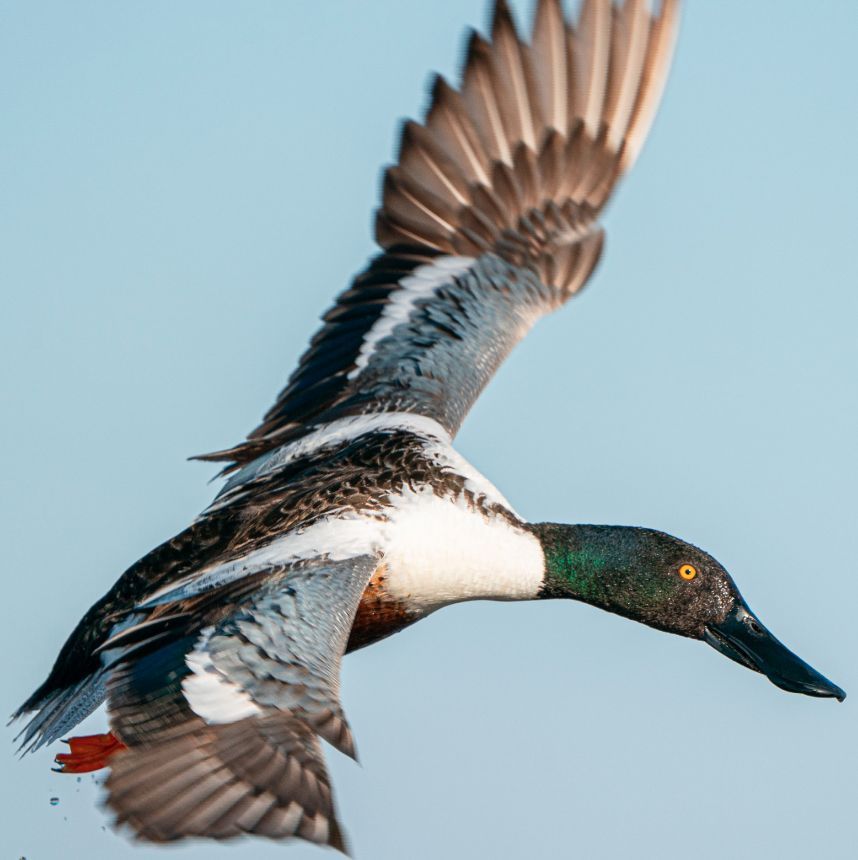 THE KING. 

📸 @philkahnkephotos 

#kentcartridge #outdoors #waterfowl #ducks #geese #waterfowlseason #hunting