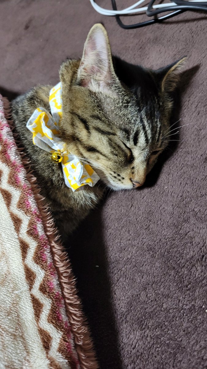 こたつからぴょこっって出て寝るのが好きなんだよね
かわいいね😻

#はむちゃん　#キジトラ
#猫のいる暮らし
#猫好きさんと繋がりたい