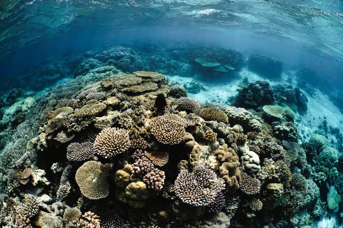 New international PhD scholarship jointly at universities of Queensland and Exeter (UK) on coral reef MPAs. Natural and social science. 
Feel free to reach out. tinyurl.com/bwzntmfr
