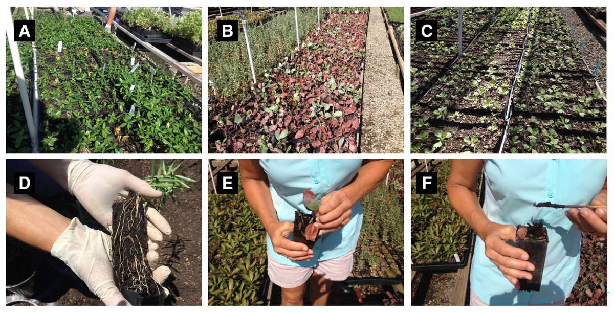 PhytoFrontiers™ (@phytofrontiers) on Twitter photo Rebecca Harkness et al. conducted a study of 1,080 root samples from 15 California nurseries, finding 22% infected by Phytophthora spp. ImmunoStrips had 30% false positives but helped flag samples for qPCR confirmation. <a href="/Tmiles_MSU/">Timothy Miles</a> doi.org/10.1094/PHYTOF… Rebecca Harkness et al. conducted a study of 1,080 root samples from 15 California nurseries, finding 22% infected by Phytophthora spp. ImmunoStrips had 30% false positives but helped flag samples for qPCR confirmation. <a href="/Tmiles_MSU/">Timothy Miles</a> doi.org/10.1094/PHYTOF…