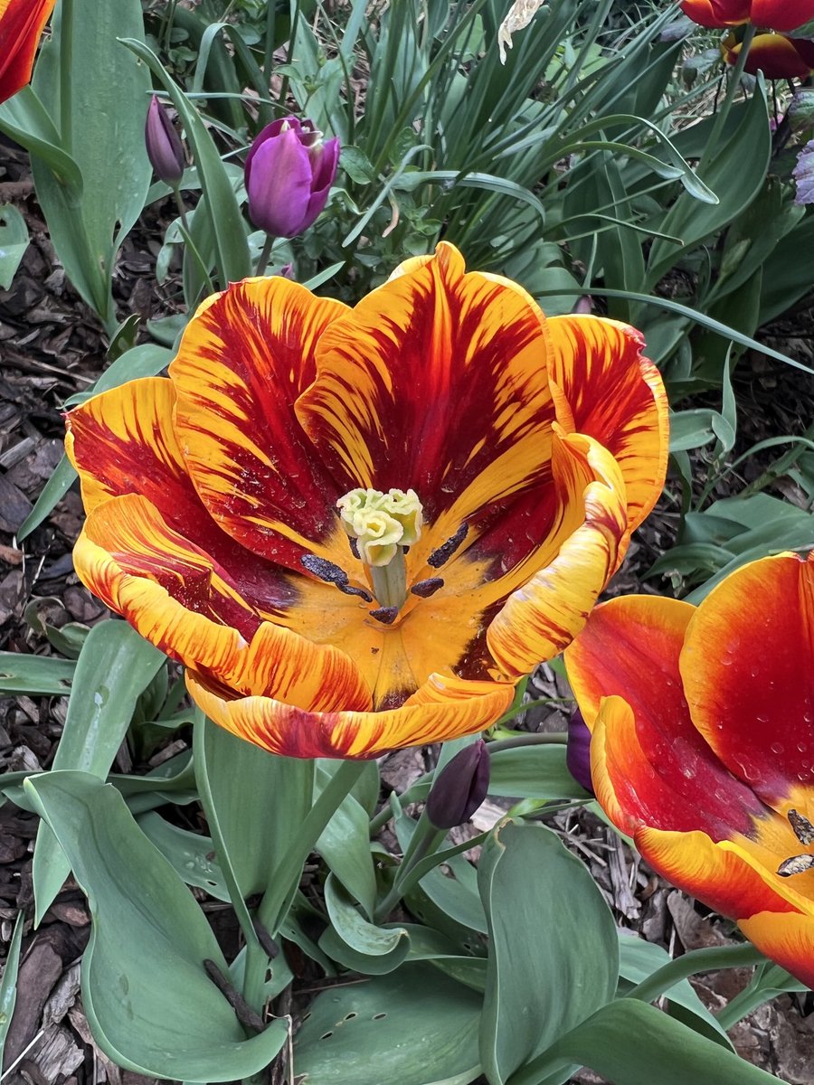 Tulip season ⁦<a href="/geshNHS/">St George's, Epsom and St Helier</a>⁩ thanks again to ⁦<a href="/GivingtoGeorges/">St George's Hospital Charity</a>⁩ for the support so we can have these displays 🌷🌷