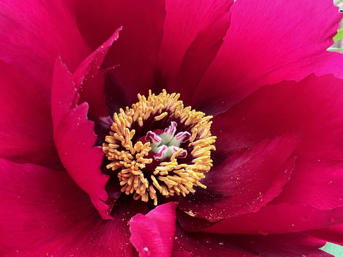 Peonies ⁦<a href="/geshNHS/">St George's, Epsom and St Helier</a>⁩