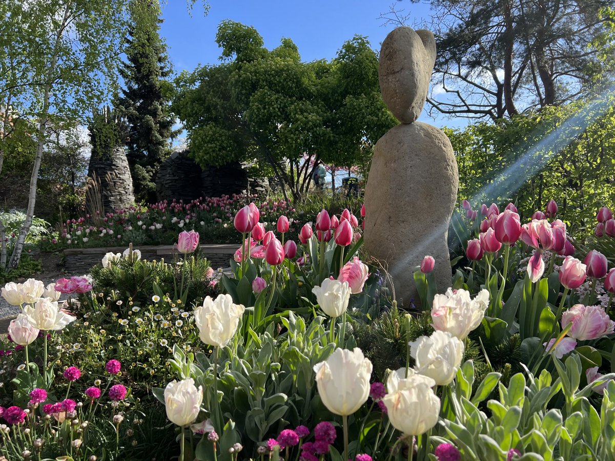 So lucky ⁦<a href="/geshNHS/">St George's, Epsom and St Helier</a>⁩ to have these grounds. Our tulip season is off the charts this year with the weather. Thanks ⁦<a href="/GivingtoGeorges/">St George's Hospital Charity</a>⁩