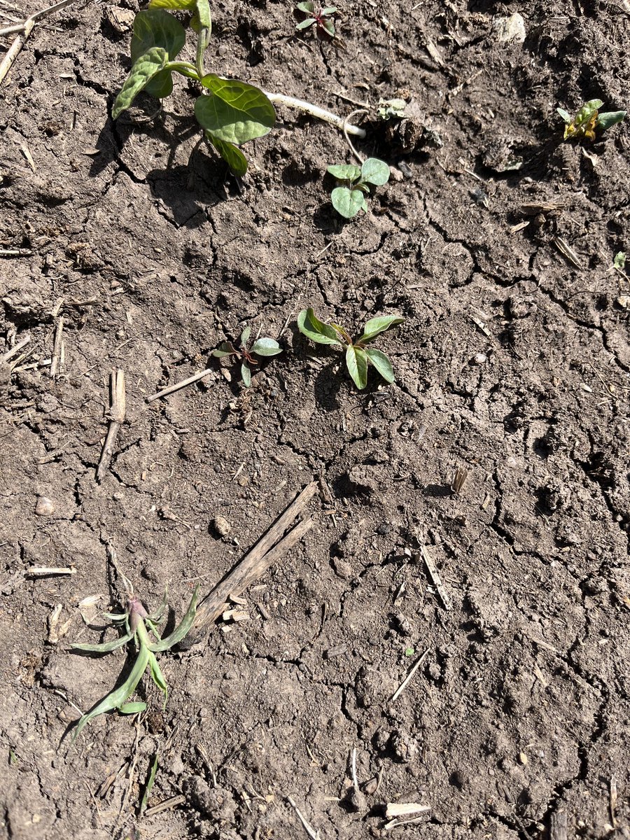 Multiple weed species up and growing in central Kansas. With abnormal warm temperatures and hopefully some rain in forecast these populations are going to explode. Critical time to get residual herbicide on the ground.
