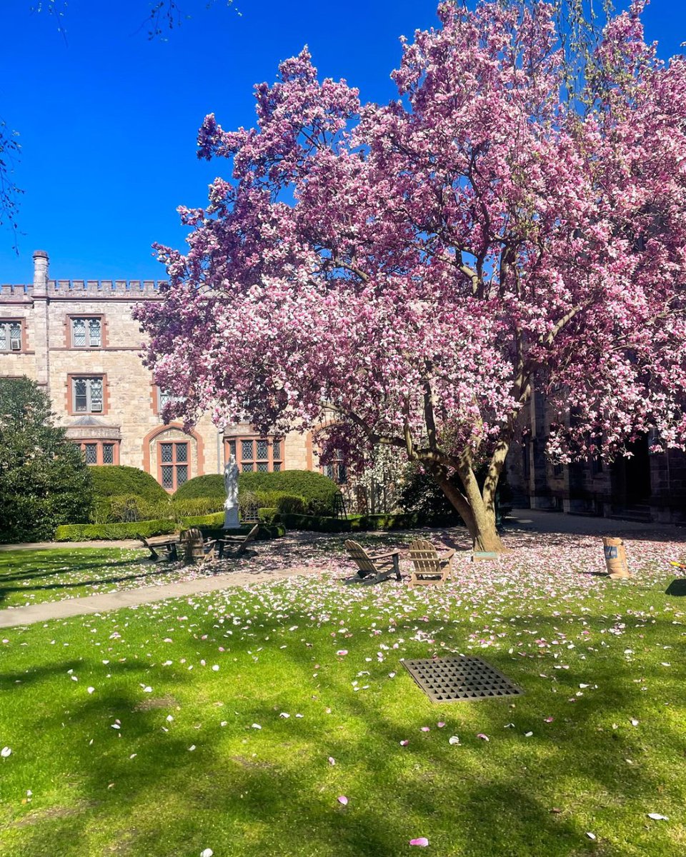 This time of year never fails to take our breath away 🌸 🌳 
--
#FordhamUniversity #SpringSeason #NYC #CherryBlossoms #TheBronx
